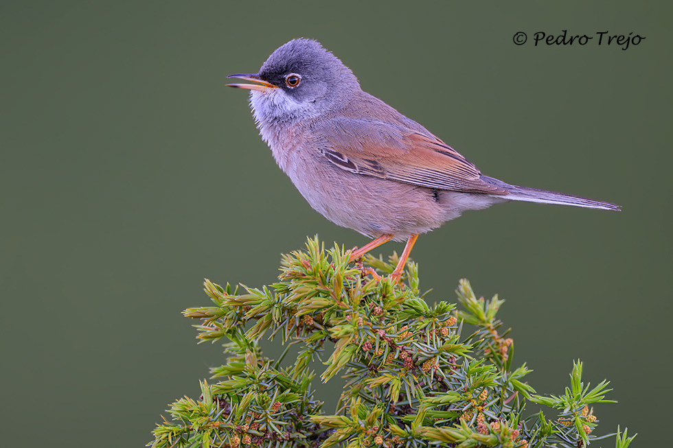 Curruca tomillera (Sylvia conspicillata)